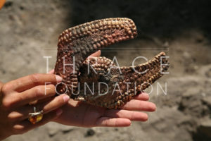 Златен нагръдник от "Якимова могила" (сн. Г. Китов)